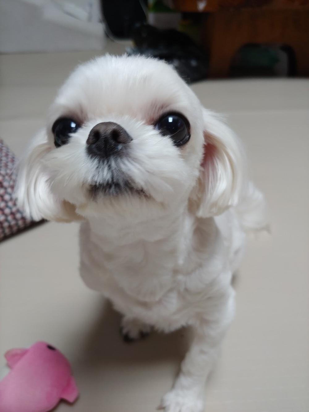 태극장군 천신당 제주