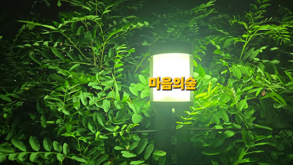 마음의숲 타로사주