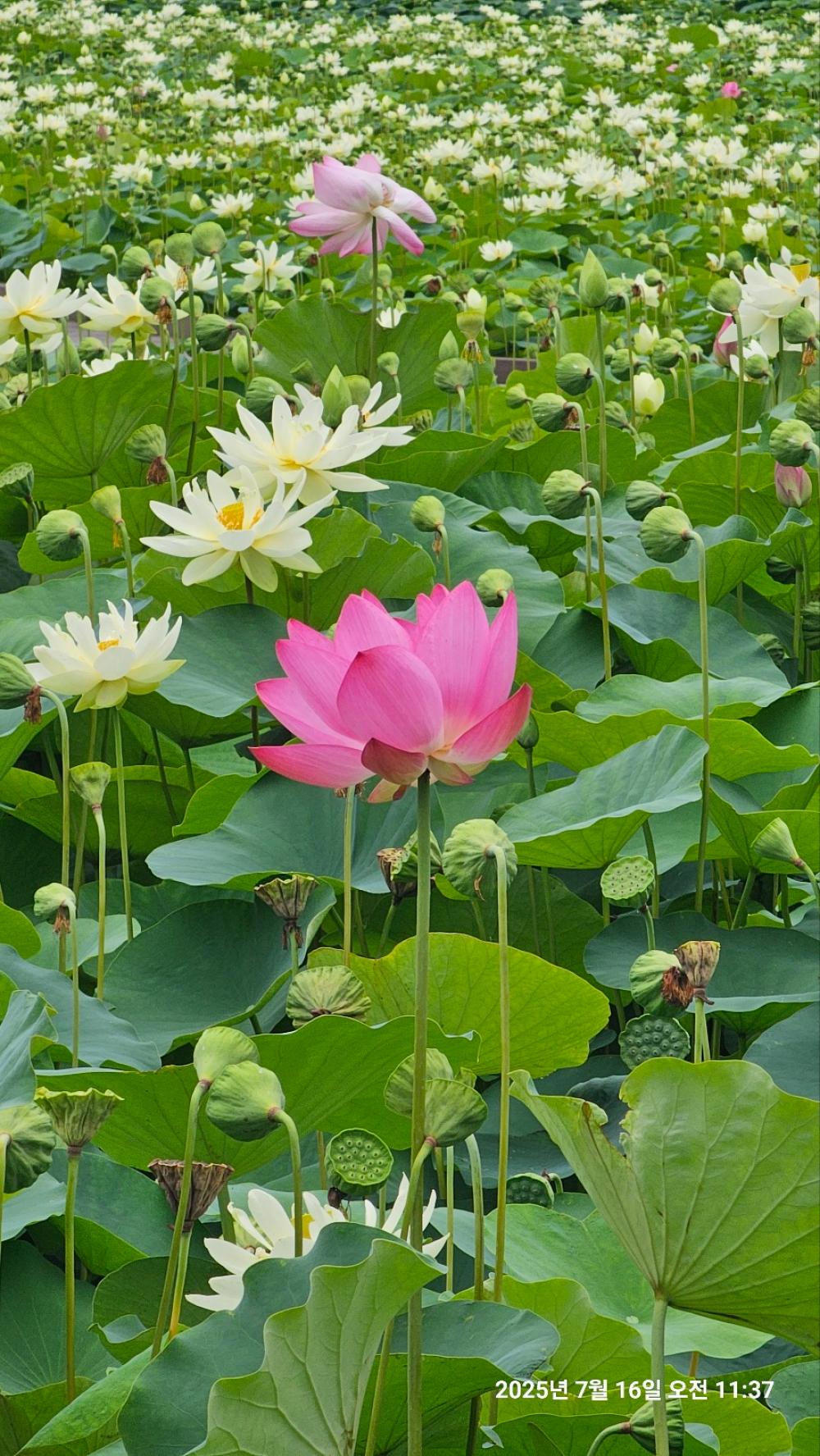 일월제석당